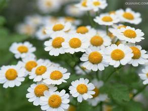 Feverfew Extract