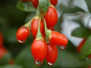 Wolfberry pulver