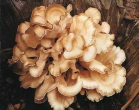 Reishi Mushroon Fordeler