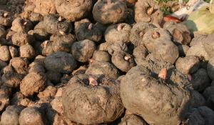 Konjac Extract