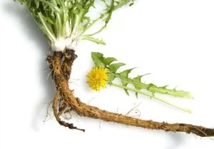 Dandelion Root Extract