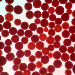 astaxanthin pulver