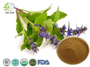 Ajuga Turkestanica Ekstrakt