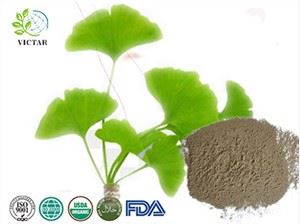 Økologisk Ginkgo Biloba pulver